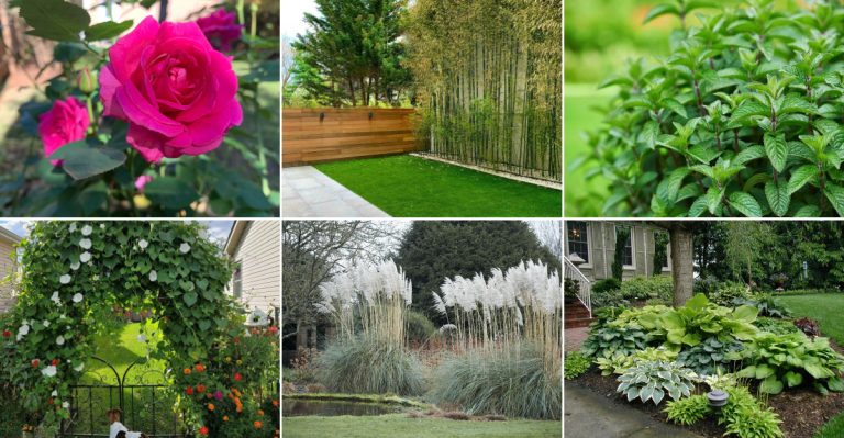 15 Plants I Stopped Growing That Finally Made My Garden Thrive