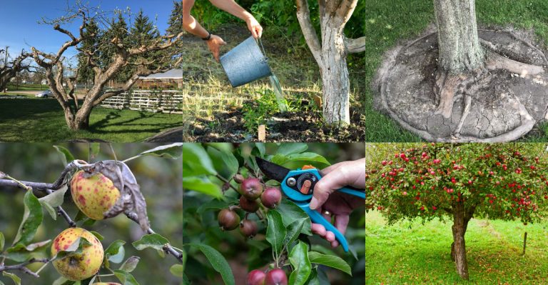 15 Proven Ways to Give New Life to an Old Apple Tree and Boost Its Harvest