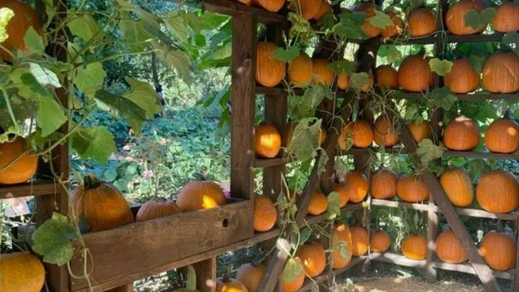 15 Shade Structures That Double as Edible Trellises