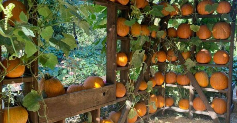 15 Shade Structures That Double as Edible Trellises
