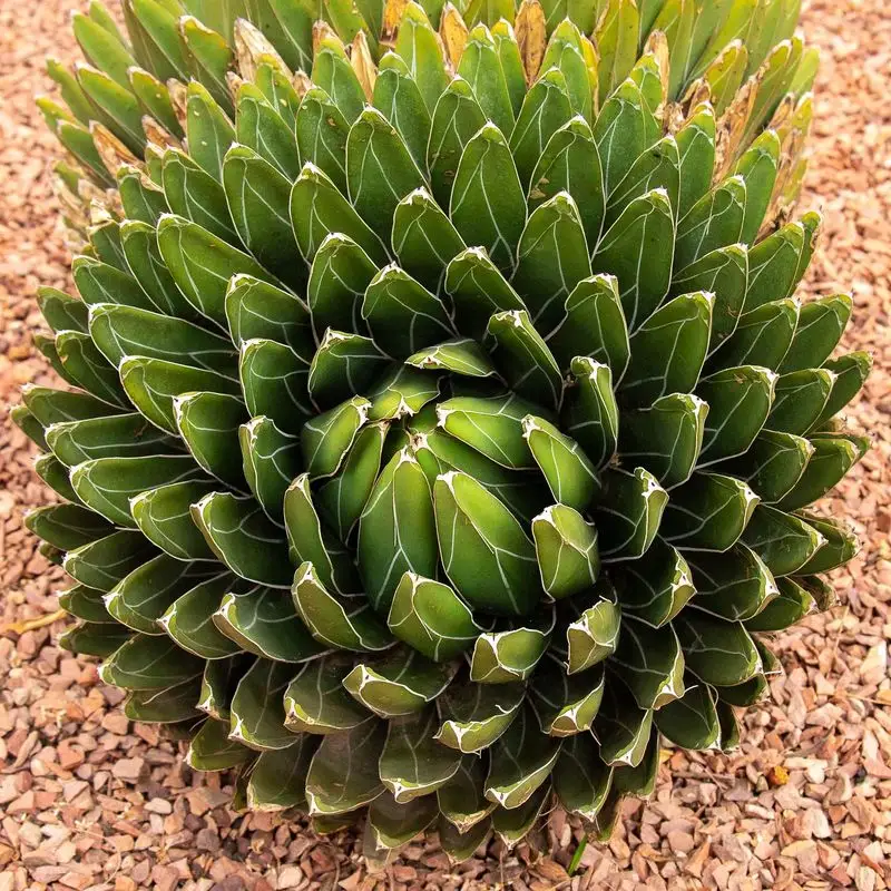 Agave Victoriae-Reginae