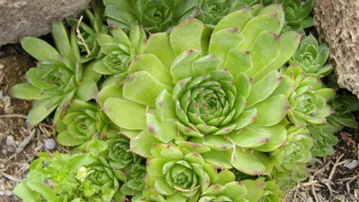 15 Succulents That Need Almost No Water in Texas Gardens