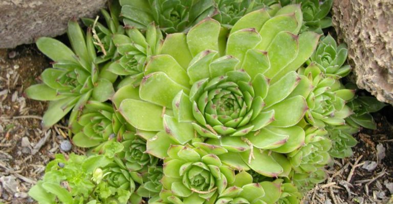 15 Succulents That Need Almost No Water in Texas Gardens