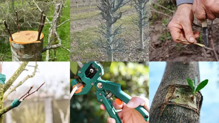 15 Things Every Beginner Should Know About Grafting Fruit Trees