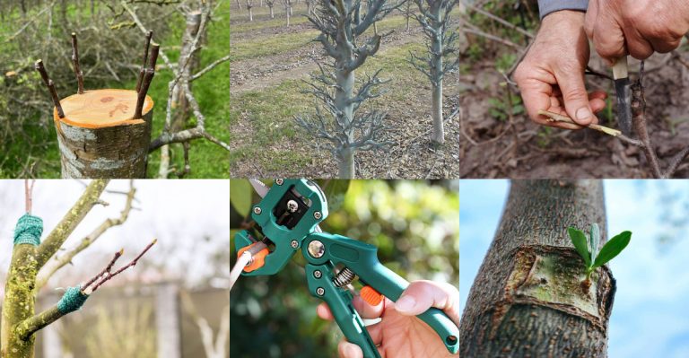 15 Things Every Beginner Should Know About Grafting Fruit Trees
