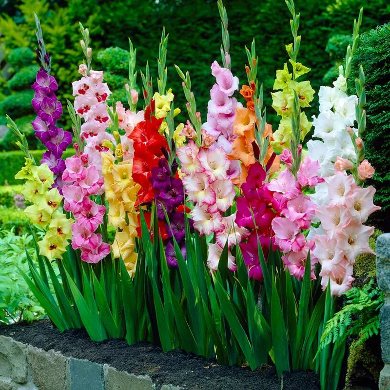 Choose Quality Bulbs