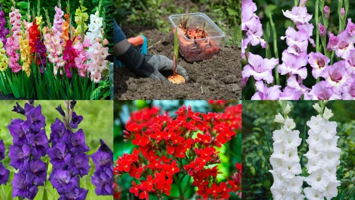 15 Tips for Growing Gladiolus That Bloom Boldly in Your Summer Garden