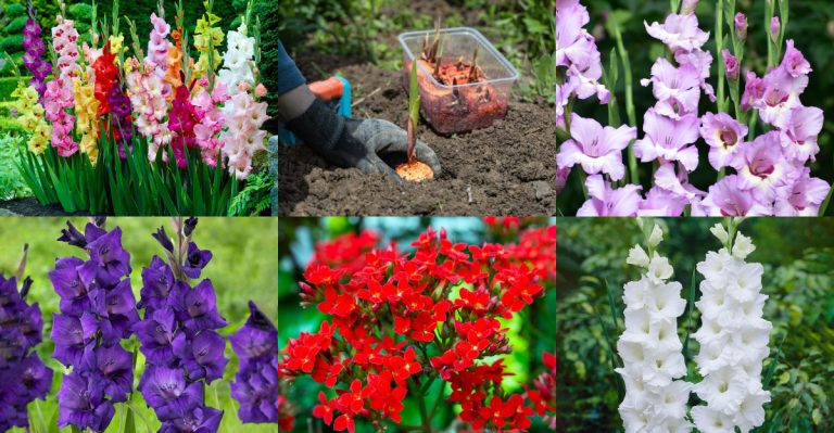 15 Tips for Growing Gladiolus That Bloom Boldly in Your Summer Garden