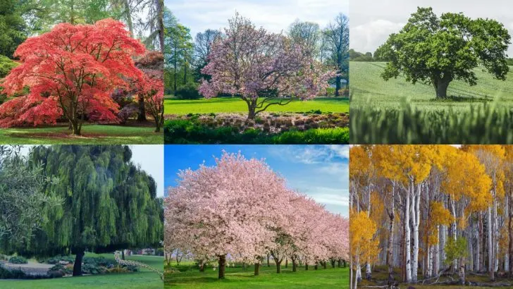15 Trees That Add Shade and Style to Your Landscape