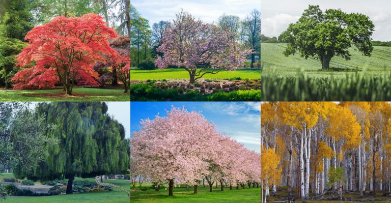 15 Trees That Add Shade and Style to Your Landscape