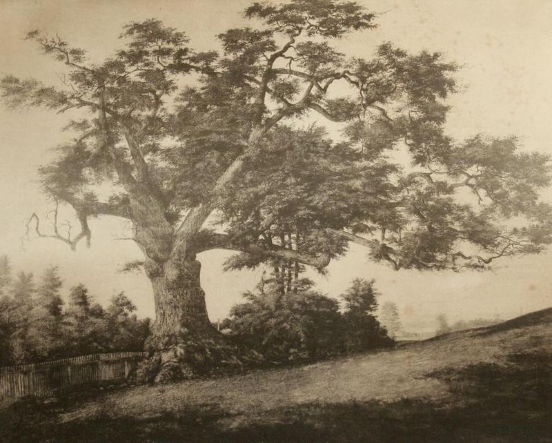 The Charter Oak