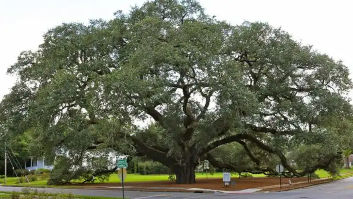15 Trees That Have Witnessed Centuries of History in the U.S.
