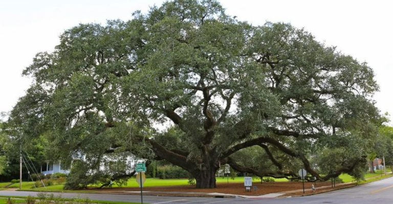 15 Trees That Have Witnessed Centuries of History in the U.S.