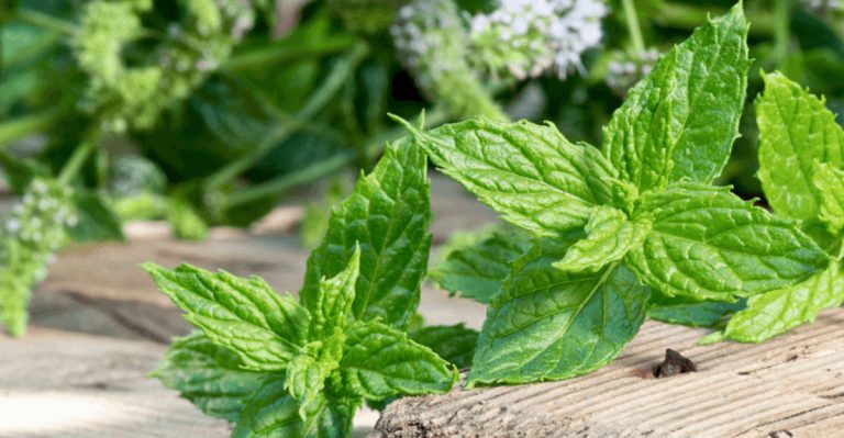 15 Citronella Companion Plants That Help Keep Your Garden Pest-Free