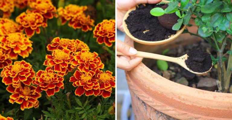 15 Common Gardening Hacks That Don’t Work (And What to Do Instead)