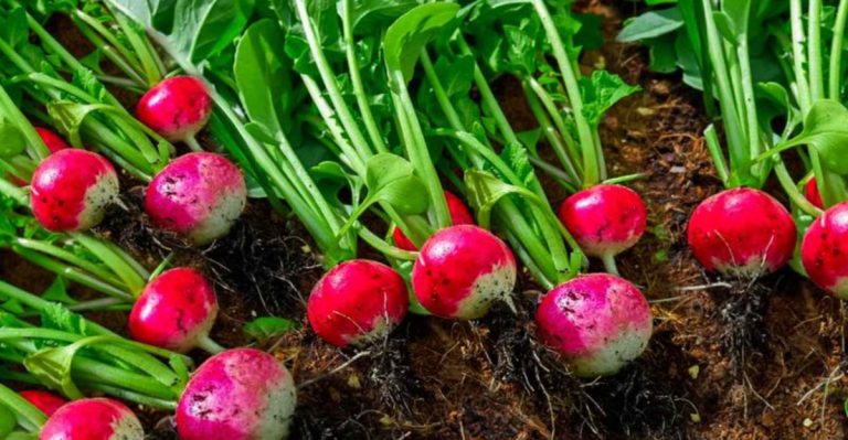 15 Easy Plants to Grow If You’re Just Starting Gardening in Retirement