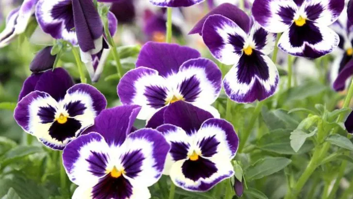 15 Easy-to-Grow Plants That Will Fill Your Garden With Color All Year Long