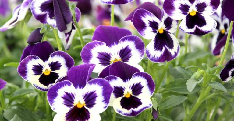 15 Easy-to-Grow Plants That Will Fill Your Garden With Color All Year Long