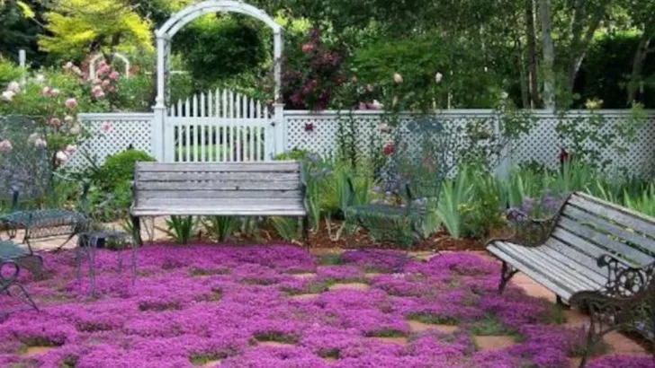 15 Fast-Growing Ground Covers That Will Fill Your Garden in No Time