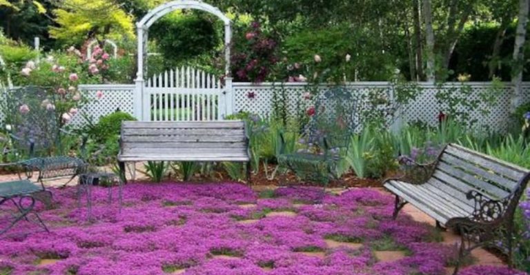 15 Fast-Growing Ground Covers That Will Fill Your Garden in No Time