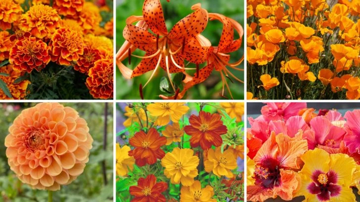 15 Fiery Orange Blooms to Bring Heat and Energy to Your Garden