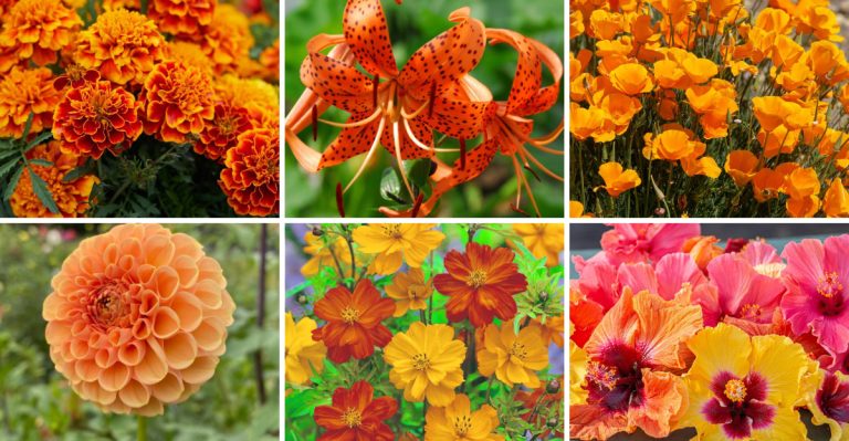 15 Fiery Orange Blooms to Bring Heat and Energy to Your Garden