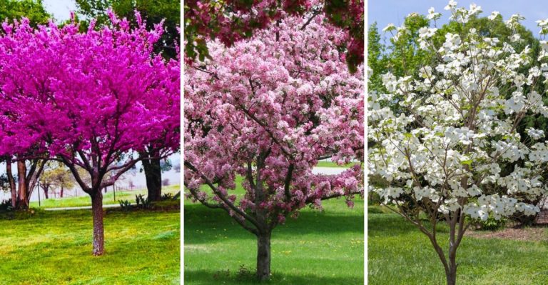15 Flowering Accent Trees That Birds and Butterflies Can’t Resist