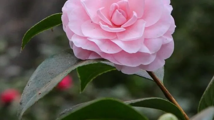 15 Flowers Blooming in Southern Gardens This May