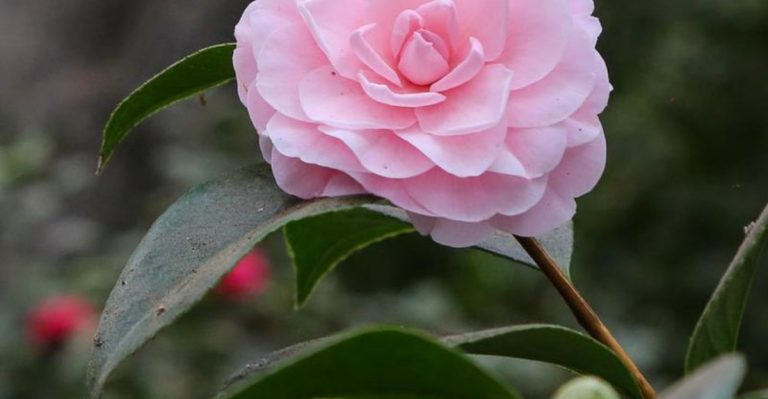15 Flowers Blooming in Southern Gardens This May