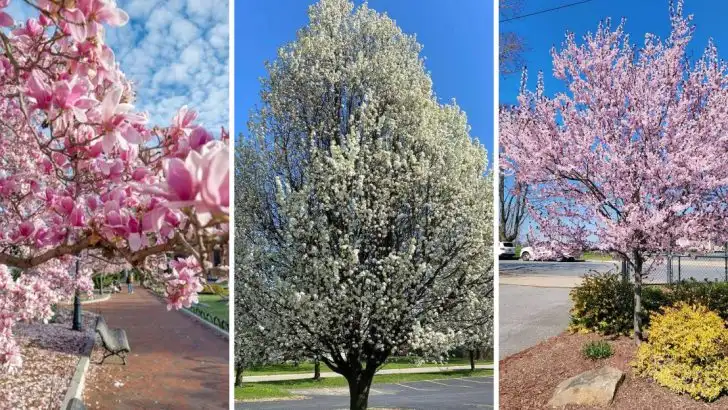 15 Fruit Trees That Thrive Even When Temperatures Drop