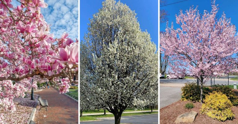15 Fruit Trees That Thrive Even When Temperatures Drop