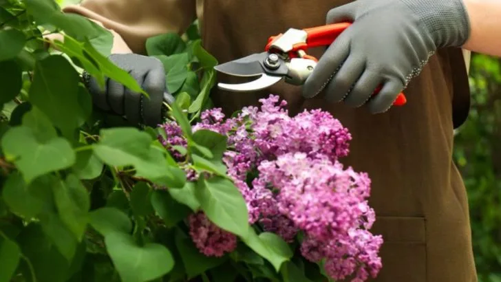 15 Garden Tasks You’ll Be Glad You Did Before the Summer Heat Hits