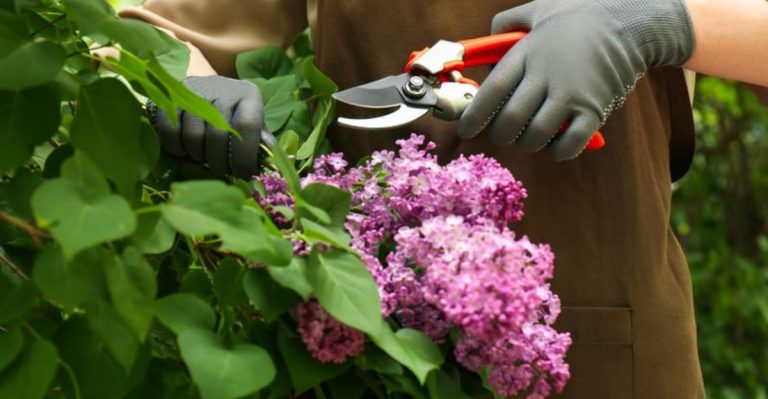 15 Garden Tasks You’ll Be Glad You Did Before the Summer Heat Hits