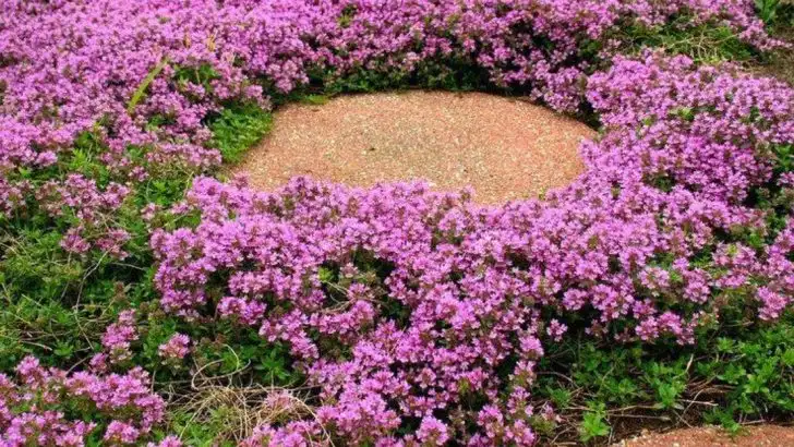 15 Ground Covers That Prevent Mud Without Turning Into a Mess