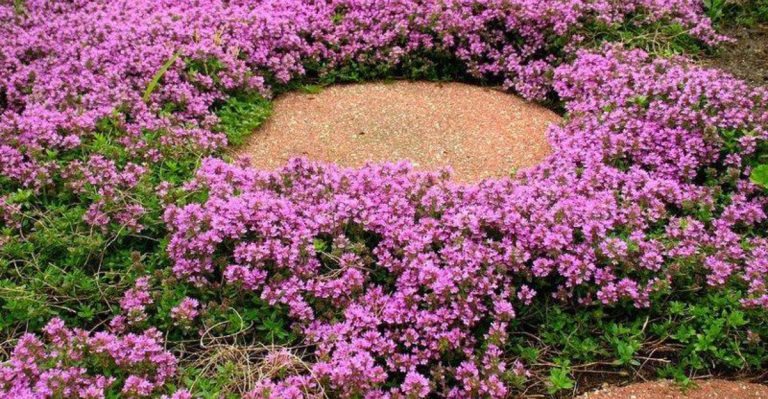 15 Ground Covers That Prevent Mud Without Turning Into a Mess