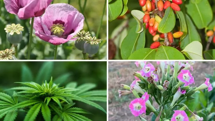 15 Legal Garden Plants with a Not-So-Legal History