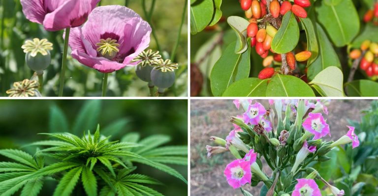 15 Legal Garden Plants with a Not-So-Legal History