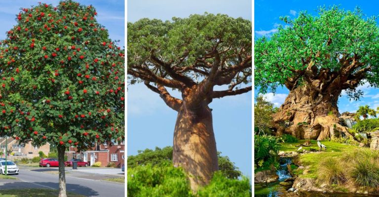 15 Legendary Trees in World Folklore You Can Grow at Home