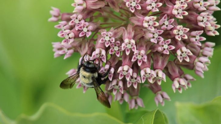 15 Native Perennials That Bring History and Pollinators to Northeast Gardens