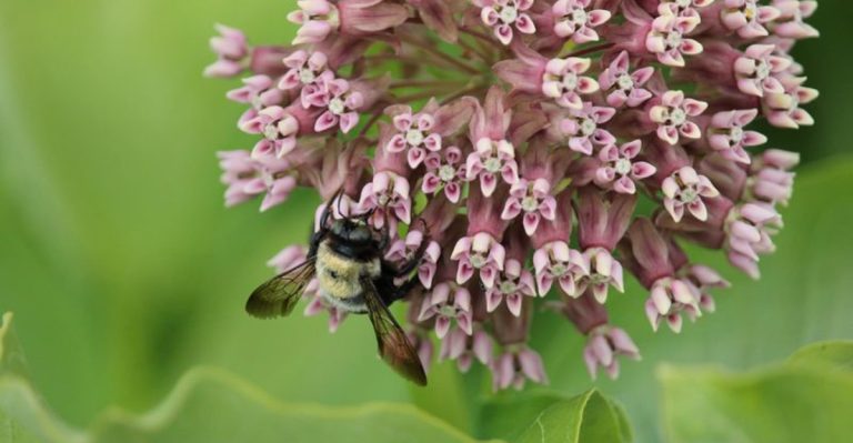 15 Native Perennials That Bring History and Pollinators to Northeast Gardens