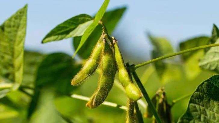 15 Plants That Boost Soil Nitrogen To Grow In Your Vegetable Garden