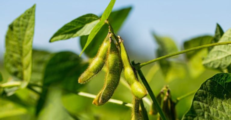 15 Plants That Boost Soil Nitrogen To Grow In Your Vegetable Garden