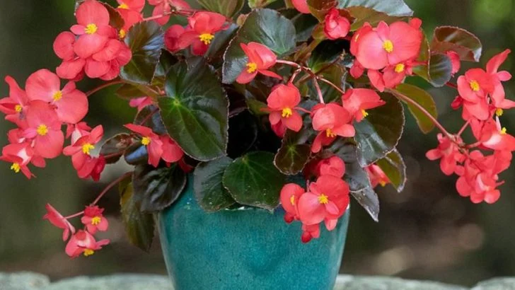 15 Plants That Can Grow in Water Without Soil