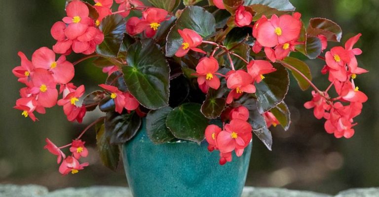 15 Plants That Can Grow in Water Without Soil