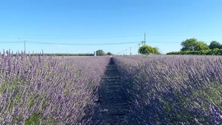 15 Plants That Naturally Repel Deer Without Ugly Fences