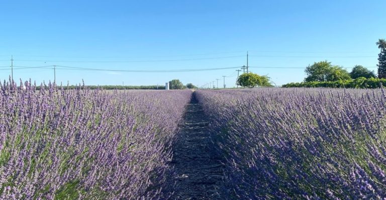 15 Plants That Naturally Repel Deer Without Ugly Fences