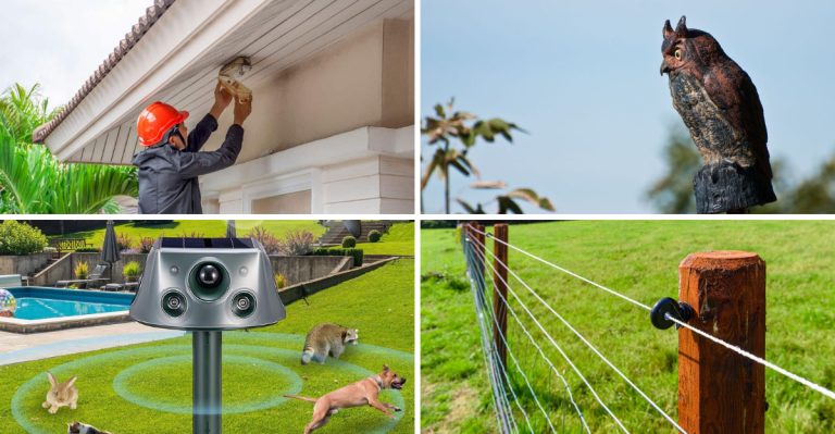 simple-ways-to-keep-predators-away-from-your-garden-and-flock