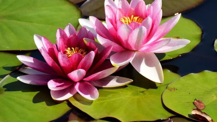 15 Symbolic Flowers That Represent New Beginnings