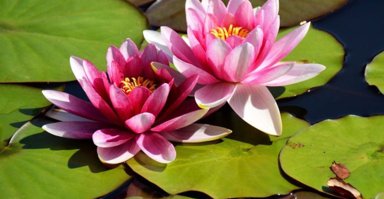 15 Symbolic Flowers That Represent New Beginnings