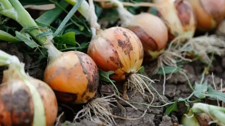 15 Tasty Veggies That Will Happily Grow In Clay Soil